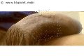 Prato Trans Escort Lucrezia Hikman 351 29 44 990 foto selfie 101